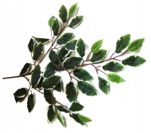 Liść Benjamina Biało Zielony Gałązka Kwiat Sztuczny