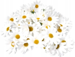 Margerytki Rumianek Białe Główki 50 Sztuk Sztuczne Kwiaty