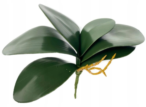 lisc storczyka zielony bukiet do kompozycji