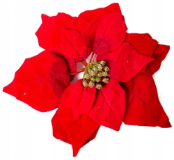Kwiat Gwiazda Betlejemska Czerwona Welur Duża Boże Narodzenie