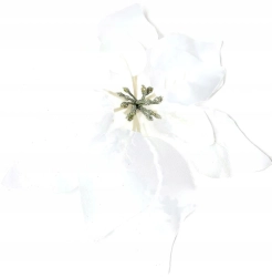 Kwiat Główka Gwiazda Betlejemska Welur Biała Poinsecja 12 Sztuk