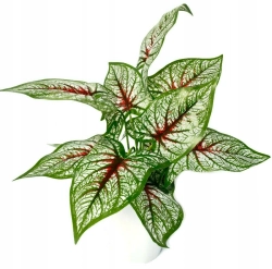 Sztuczna Roślina Kaladium Biała W Doniczce Ozdoba Kwiatowa