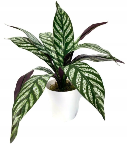 Sztuczna Sansewieria Biało Zielona Dekoracja Premium Kompozycja Kwiatowa Do Firm