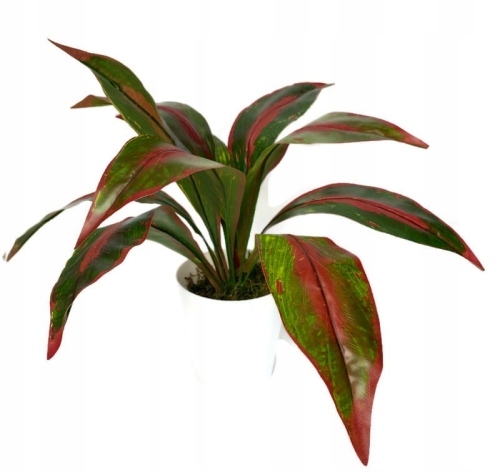 Sztuczna Sansewieria Czerwono Zielona Dekoracja Premium Kompozycja Kwiatowa Jak Żywe