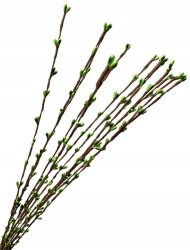 Żarnowiec Zielony Trawka Dekoracyjna 12 Gałązek Bukiet Sztuczne Kwiaty
