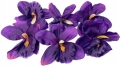Sztuczny Kwiat Storczyka Fioletowy 6 Główek Do Wyrobu i Kompozycji Cmentarz Główki Kwiatowe