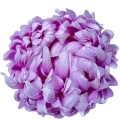 BOGATA-CHRYZANTEMA-ANANAS-KWIAT-GLOWKA-KOKOS-PREMIUM-STROIK-SZTUCZNE-KWIATY-Kolor-fioletowy.jpg