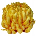 BOGATA-CHRYZANTEMA-ANANAS-KWIAT-GLOWKA-KOKOS-PREMIUM-STROIK-SZTUCZNE-KWIATY (10).jpg