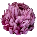 BOGATA-CHRYZANTEMA-ANANAS-KWIAT-GLOWKA-KOKOS-PREMIUM-STROIK-SZTUCZNE-KWIATY (16).jpg