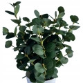 Eukaliptus-Bukiet-Liscie-Zielone-Dekoracja-W-Doniczce-Ozdoba-Kwiat-Sztuczny-Marka-2VV.jpg