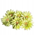 Dalia-Glowka-Aster-6-Sztuk-Do-Kompozycji-Ozdoba-Stroik-sztuczne-kwiaty-Kod-producenta-Kwiaty-Do-Stroikow-Dalia-Stroik-Kompozycja.jpg