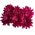 Dalia-Glowka-Aster-6-Sztuk-Do-Kompozycji-Ozdoba-Stroik-sztuczne-kwiaty-Kod-producenta-Kwiaty-Do-Stroikow-Dalia-Stroik-Kompozycja.jpg