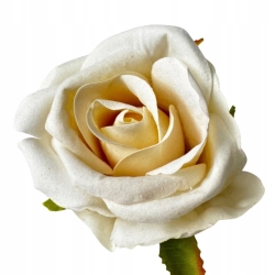 Kwiat Sztuczny Kremowa Róża Główka Róży Jak Prawdziwa Stroik Różyczka Welwet